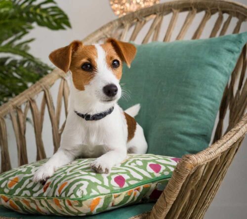 Dog Cushions