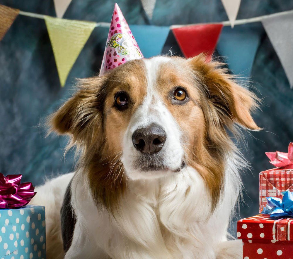 Dog Cards