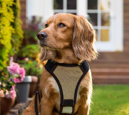 Dog Harnesses