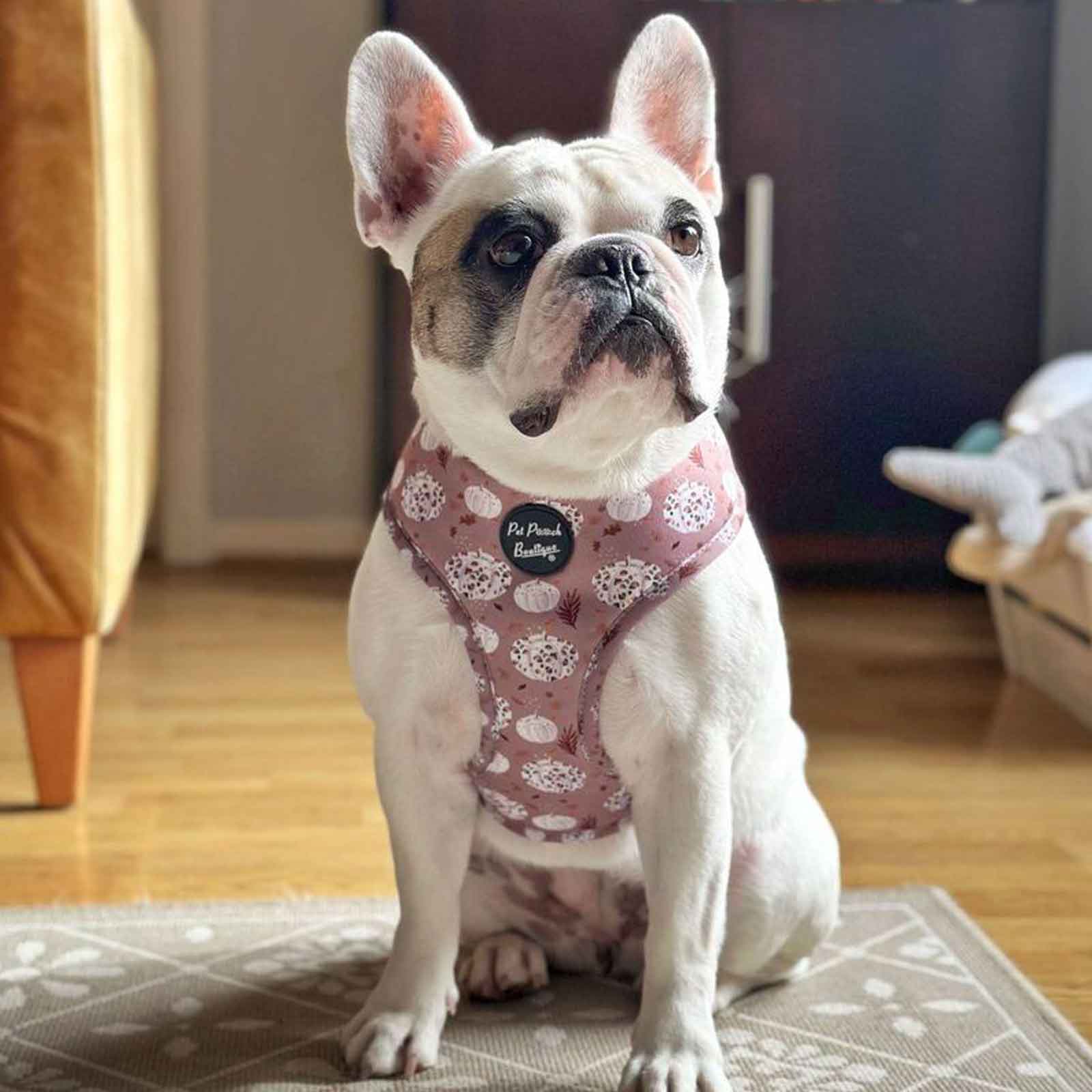 Dog Harness Pumpkin Design